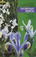 Луковичные ирисы артикул 6647c.